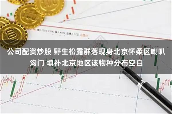 公司配资炒股 野生松露群落现身北京怀柔区喇叭沟门 填补北京地区该物种分布空白